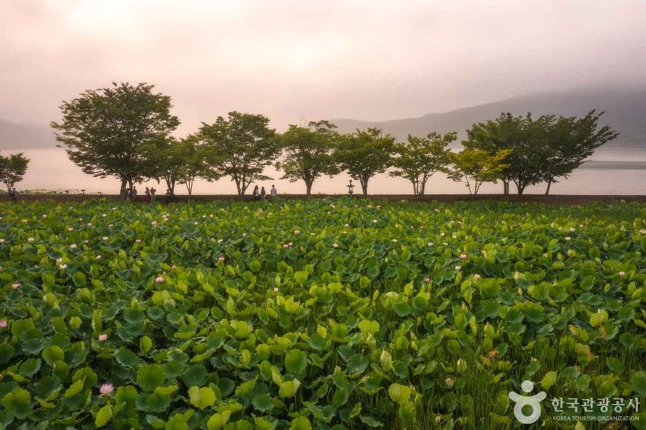 Sizzle, Splash, and Sweet Treats: The Ultimate Indian Guide to Summer in South Korea